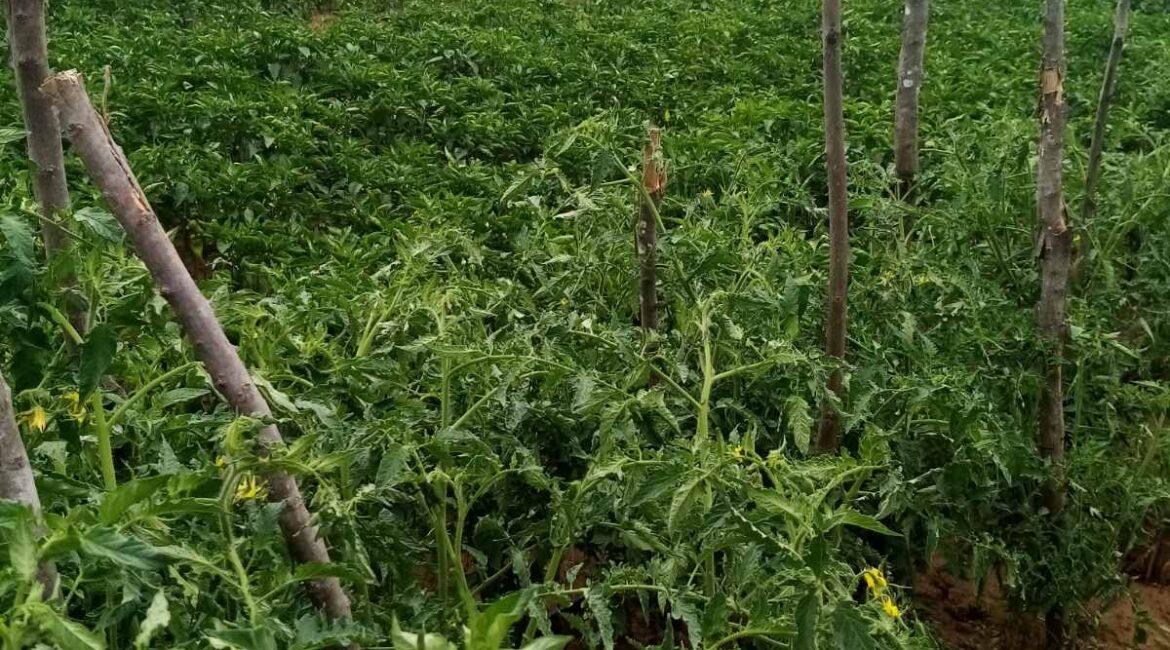 Ekskluzivna ponuda!Parcele ukupne površine od 10.312m2 u netaknutoj prirodi na Suvoj planini