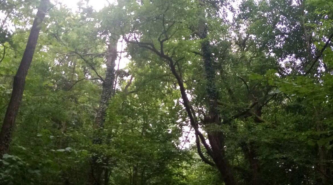 Ekskluzivna ponuda!Parcele ukupne površine od 10.312m2 u netaknutoj prirodi na Suvoj planini