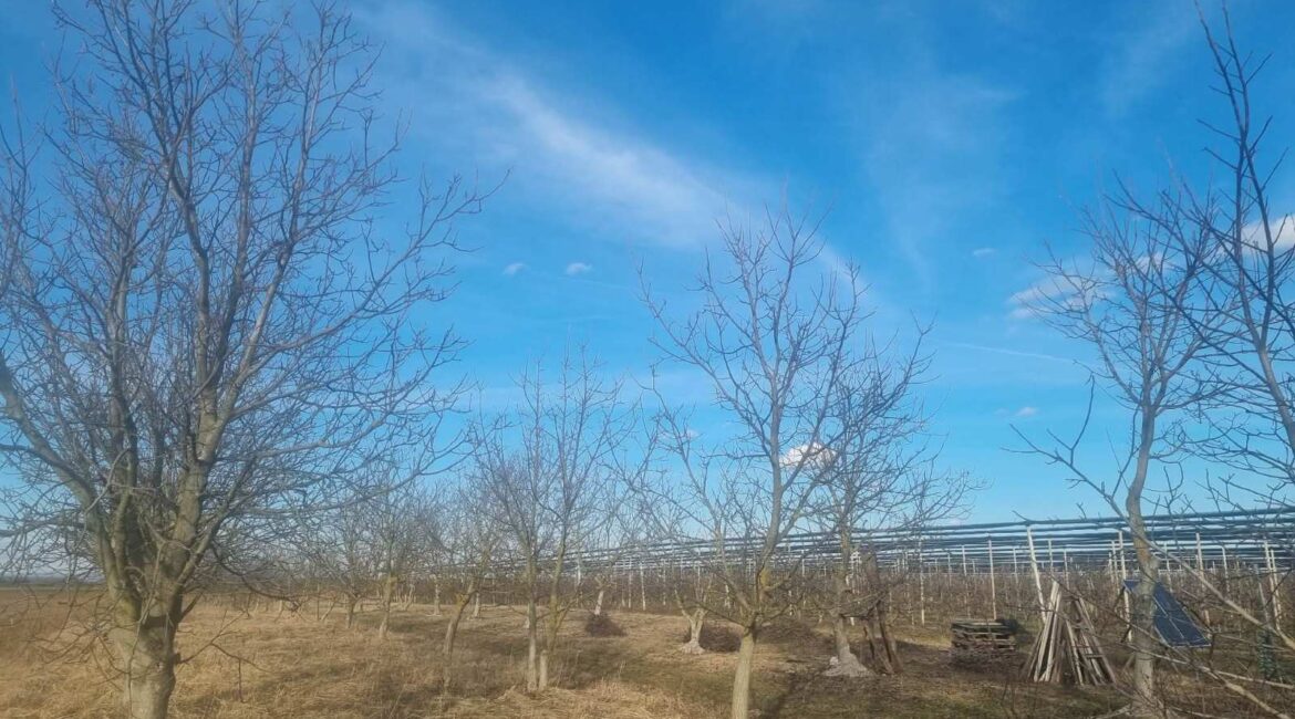 PRODAJE SE  parcela sa zasadom oraha površine od 31 ari – Platičevo