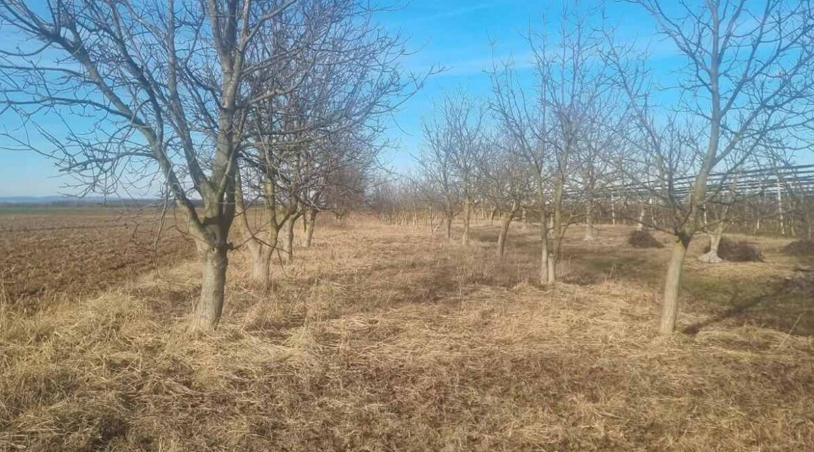 PRODAJE SE  parcela sa zasadom oraha površine od 31 ari – Platičevo