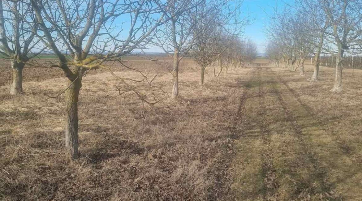 PRODAJE SE  parcela sa zasadom oraha površine od 31 ari – Platičevo