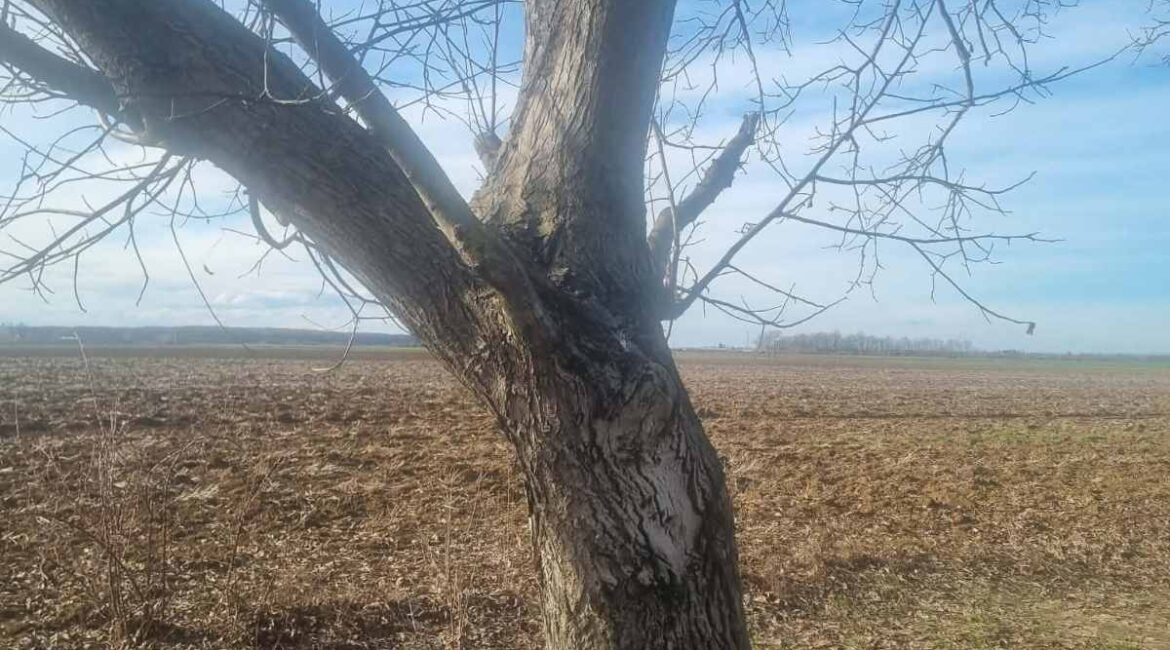 PRODAJE SE  parcela sa zasadom oraha površine od 31 ari – Platičevo