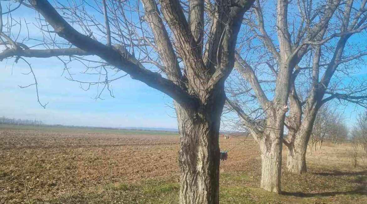 PRODAJE SE  parcela sa zasadom oraha površine od 31 ari – Platičevo