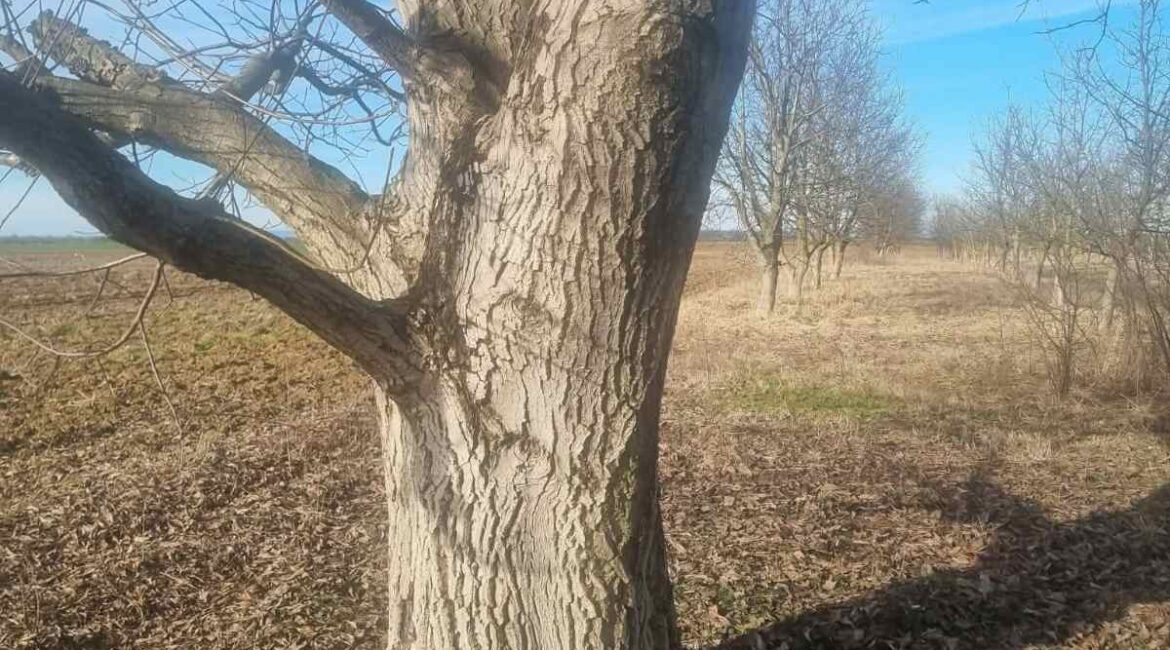 PRODAJE SE  parcela sa zasadom oraha površine od 31 ari – Platičevo